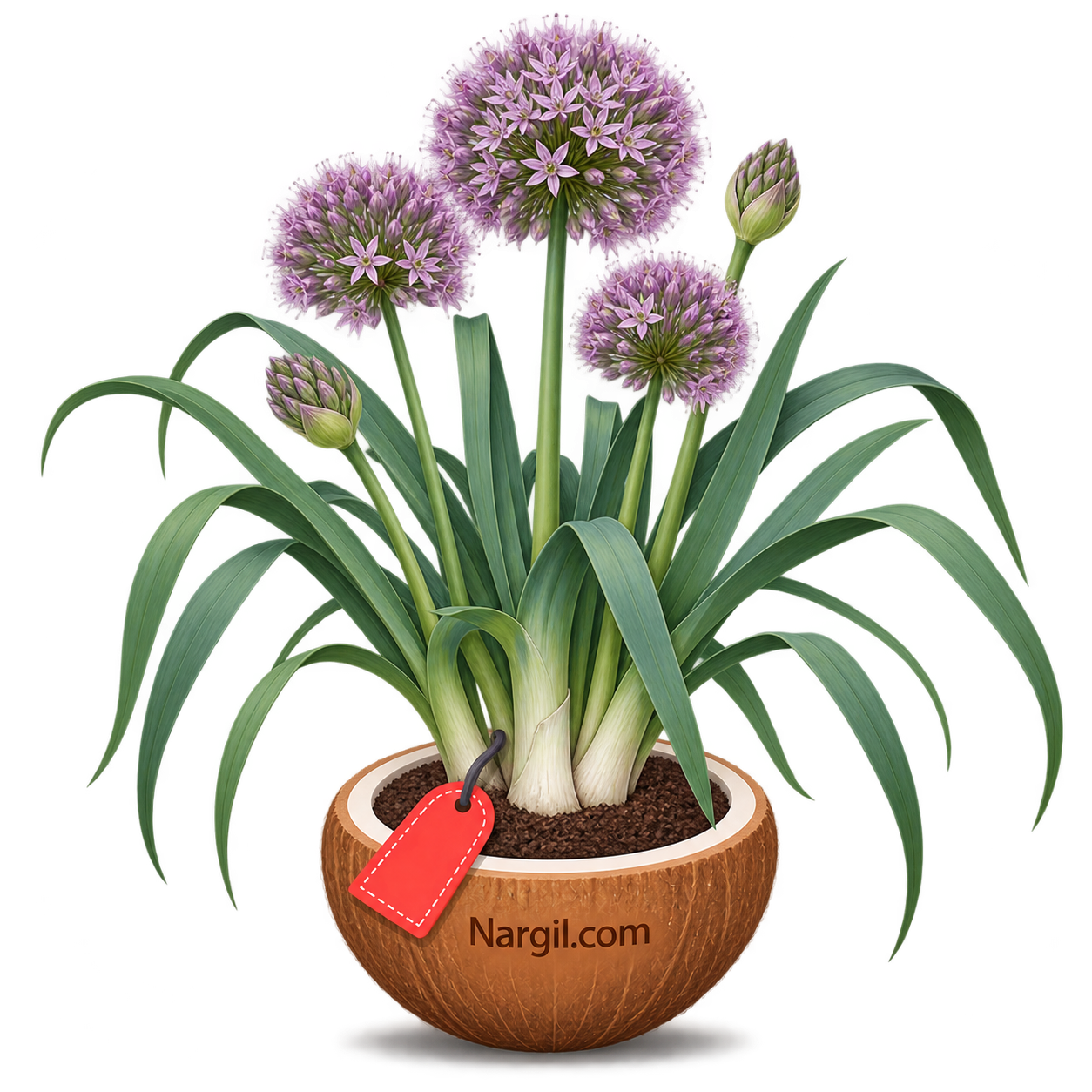 Nargil_Allium Ampeloprasum